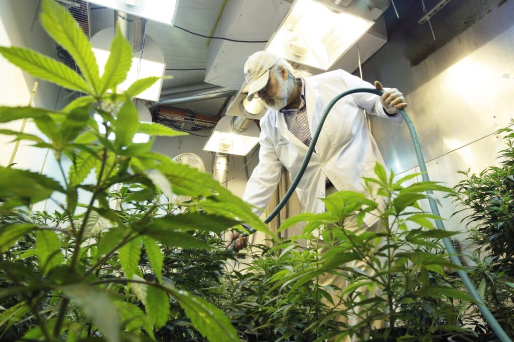 Spraying Chemicals on cannabis plants