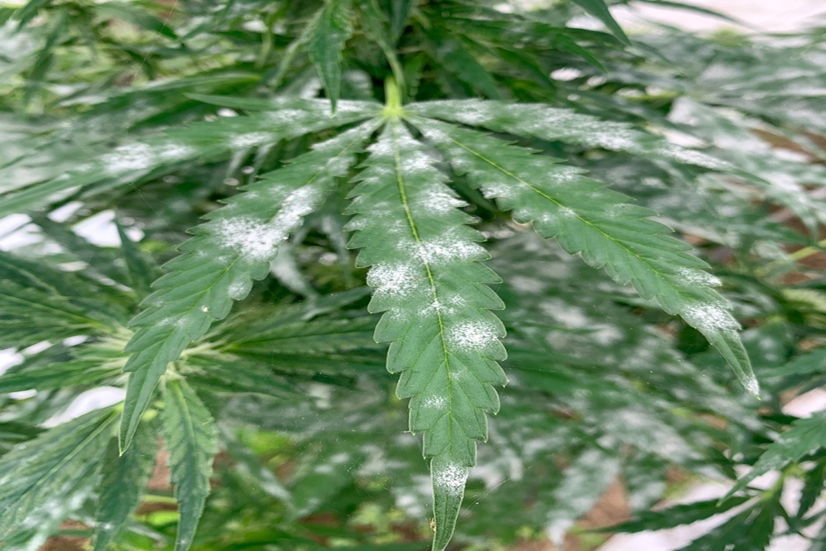 The Deadly Hidden Chemicals in Cannabis (What You’re Actually Smoking) (March 2026)