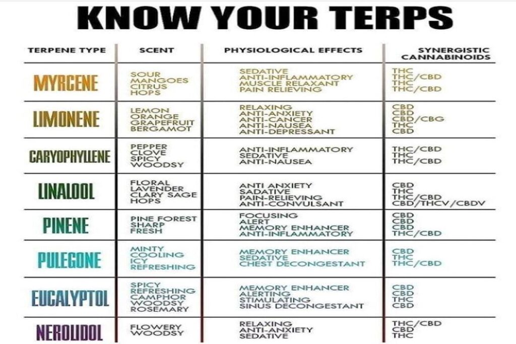 terpene chart explaining different terpenes