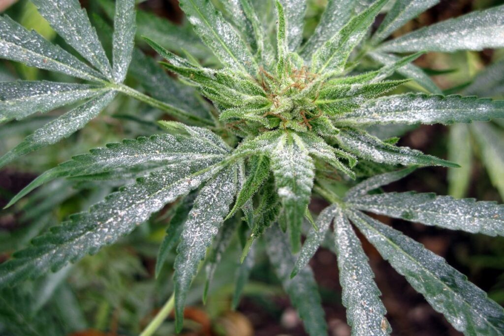 Powdery mildew on cannabis plants