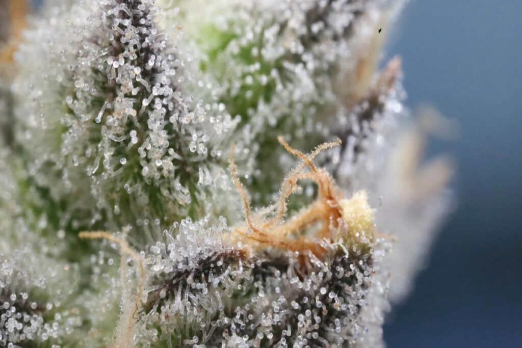 closeup of trichomes on cannabis plant
