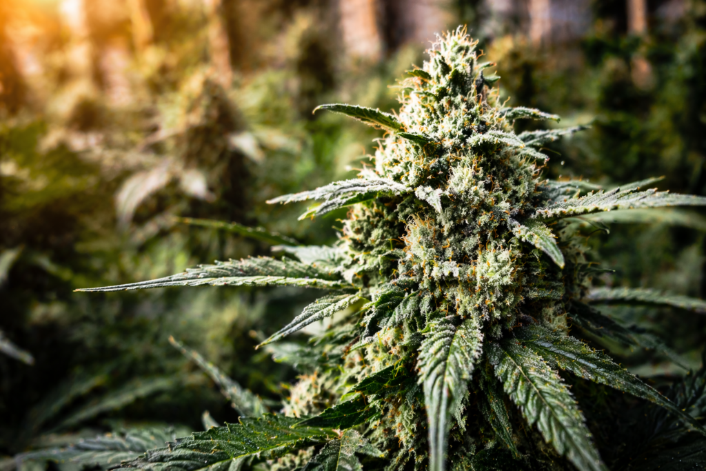 craft cannabis grow