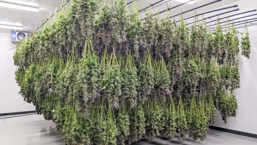 craft cannabis is worth the price