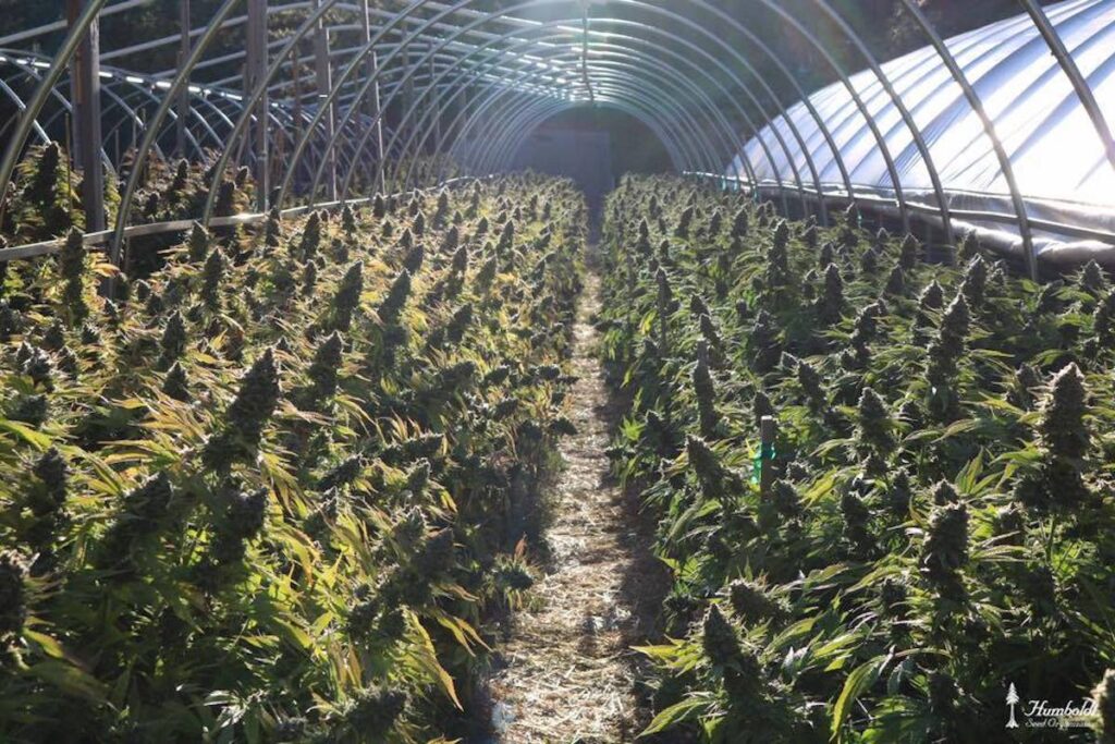 why craft cannabis costs more greenhouse