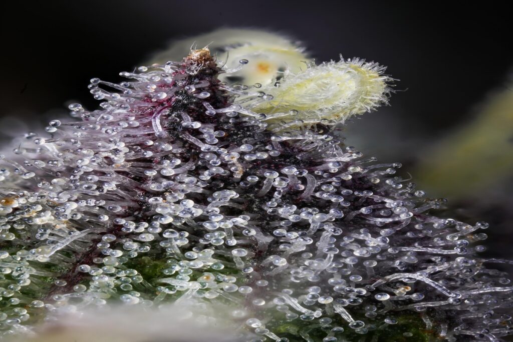 cannabis trichome heads on flower