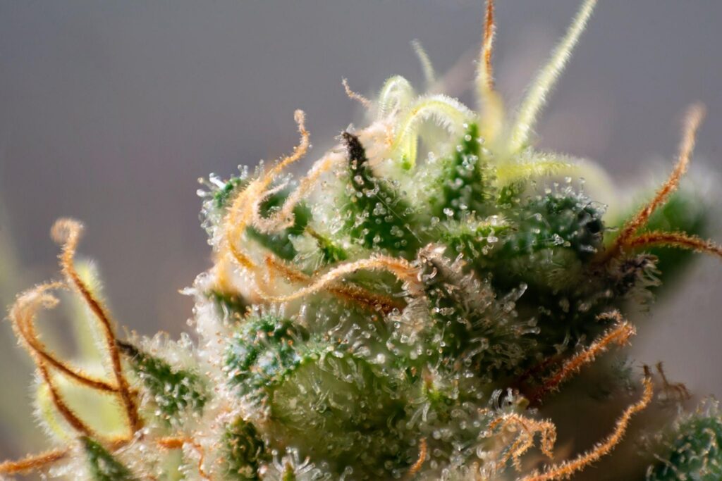 best dispensary alternatives vancouver