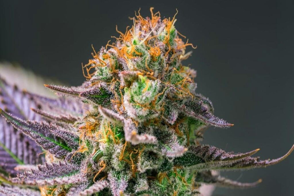 cannabis flower canada