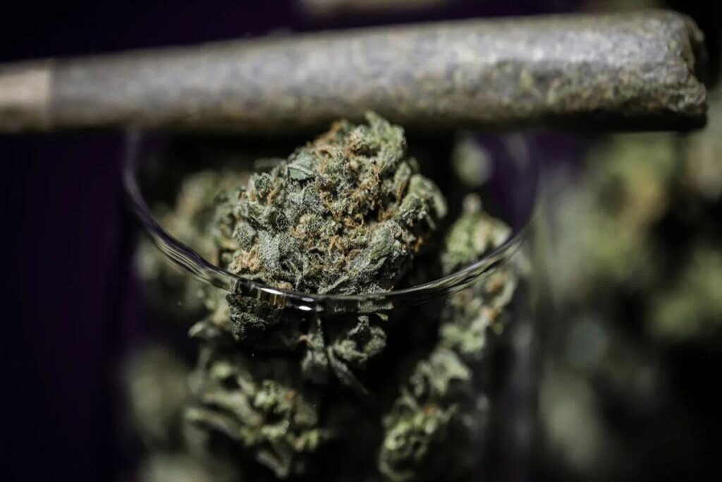 cannabis flower and joint