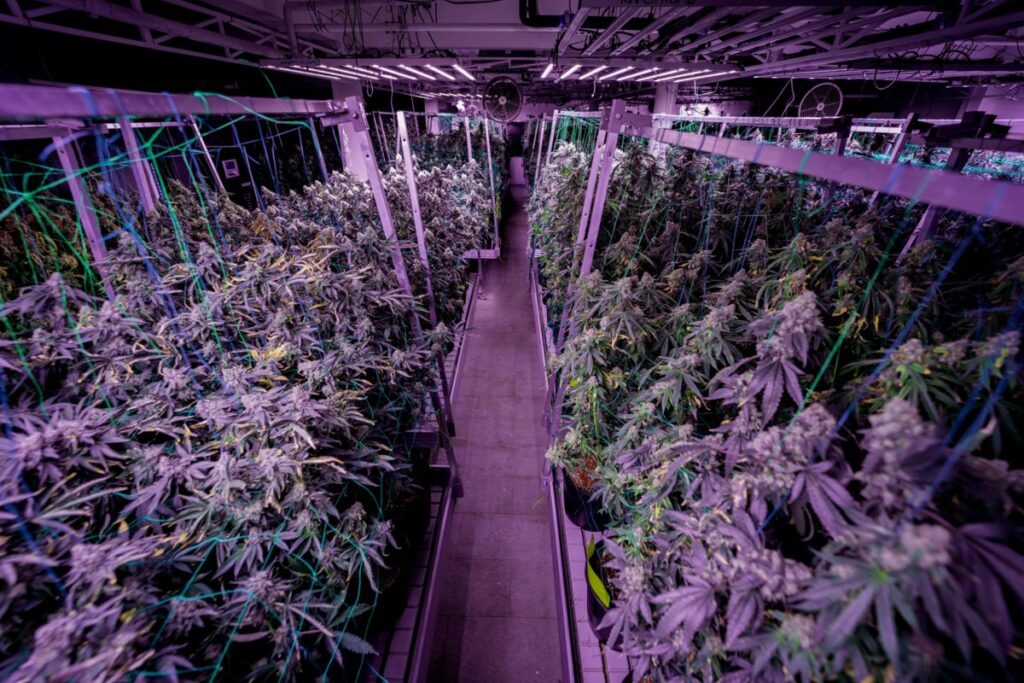 craft cannabis grow