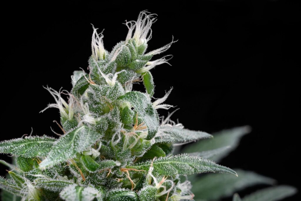 cannabis flower canada