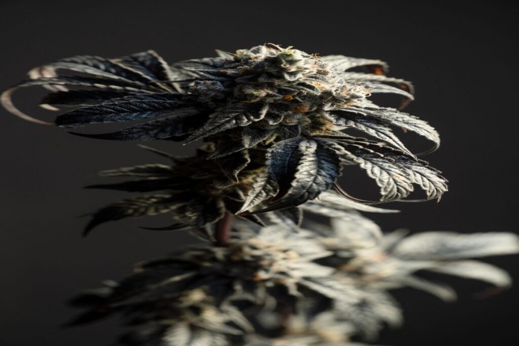 cannabis plant canada