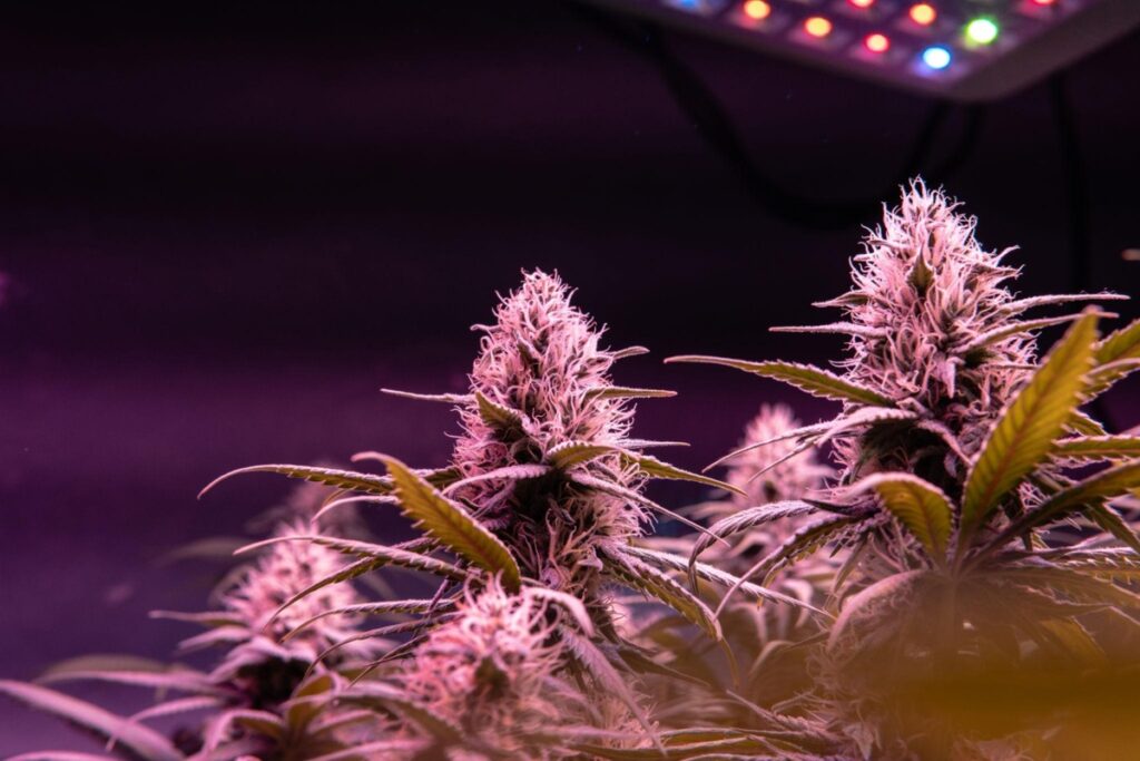 cannabis grow
