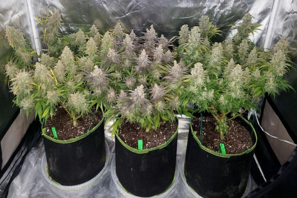 craft small batch grow