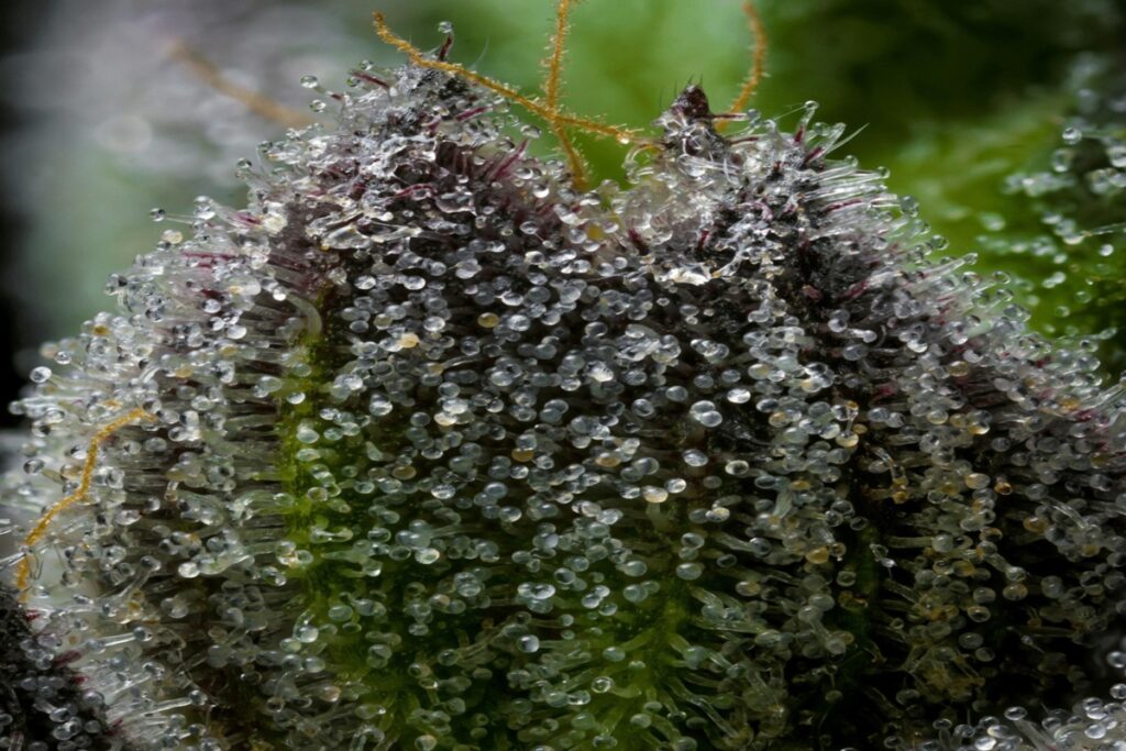 cannabis trichomes