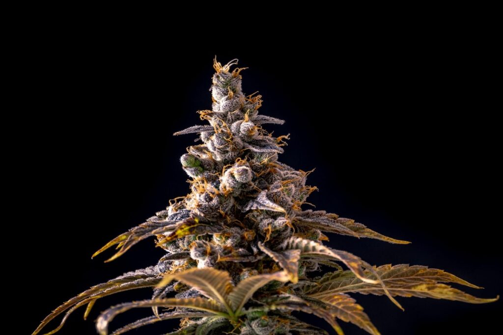 cannabis flower large