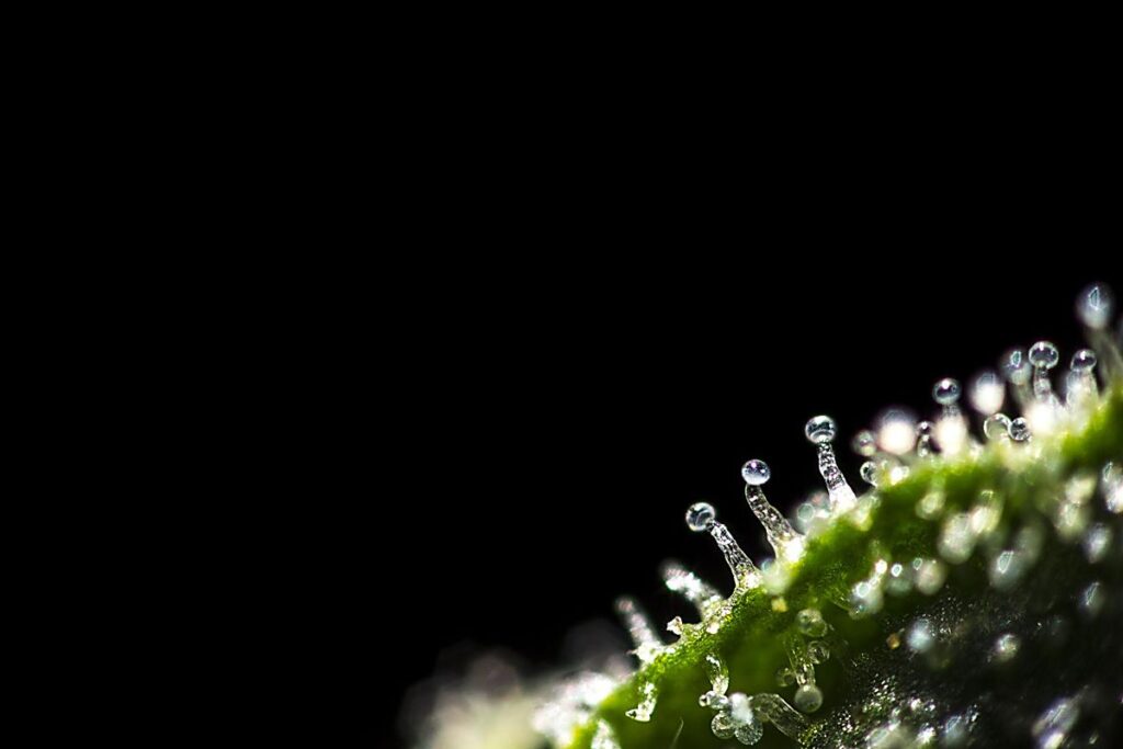trichomes cannabis canada