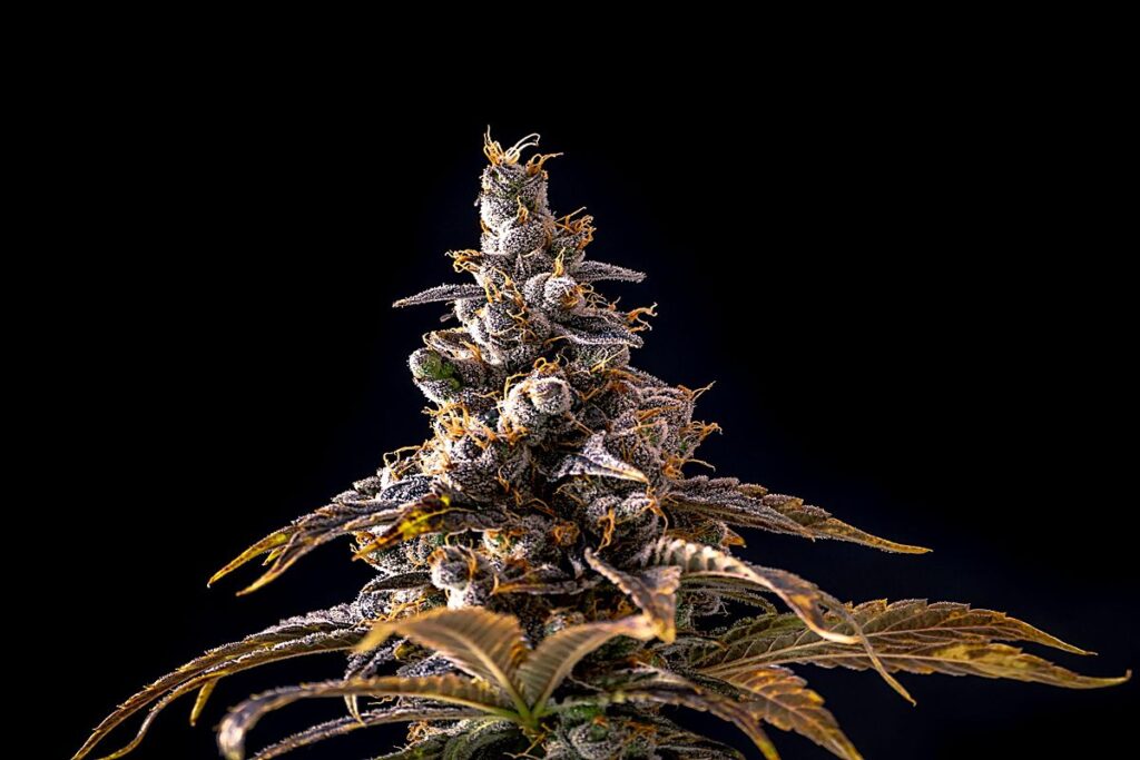craft cannabis canada