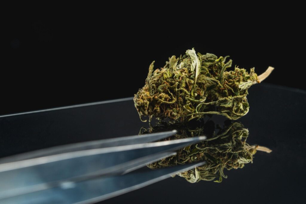 best craft cannabis online
