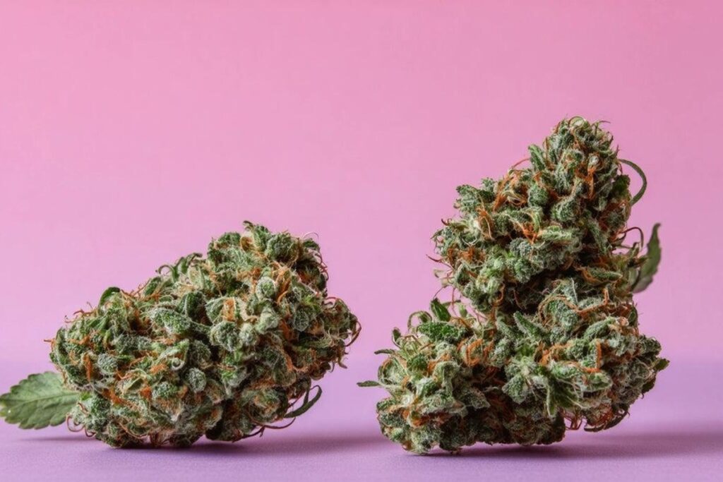 Best weed Vancouver colorful nugs with vibrant green and orange tones