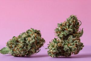 Best weed Vancouver colorful nugs with vibrant green and orange tones