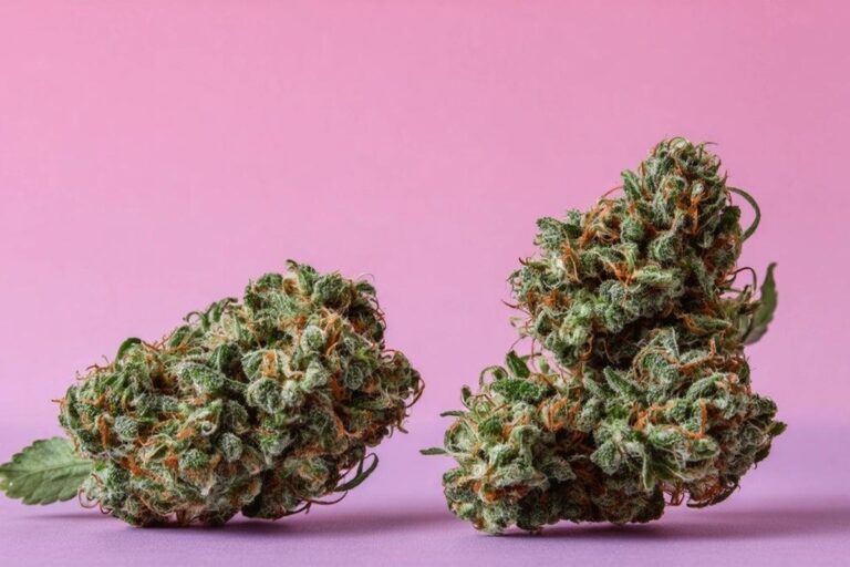 Best weed Vancouver colorful nugs with vibrant green and orange tones