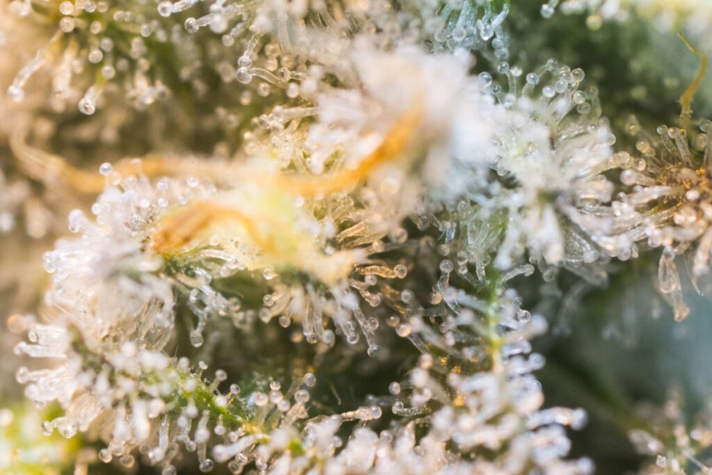 Best weed Vancouver close-up showing clear trichomes on craft cannabis flower