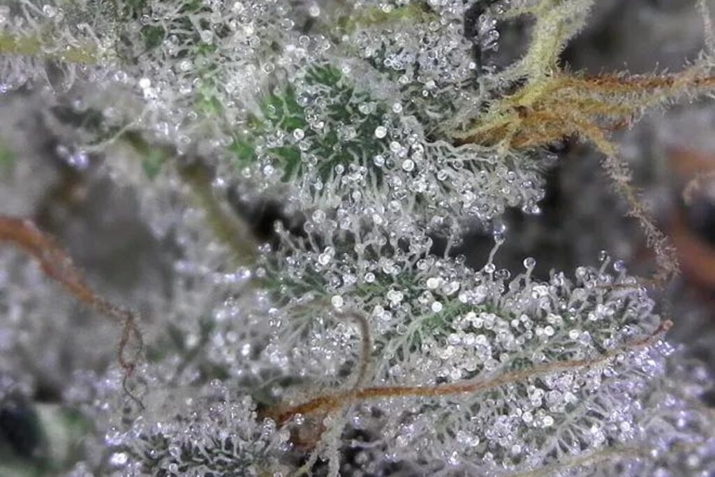 best weed vancouver craft cannabis 