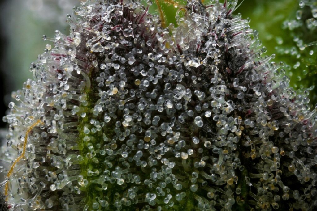 High terpene cannabis macro showing milky and clear trichome heads