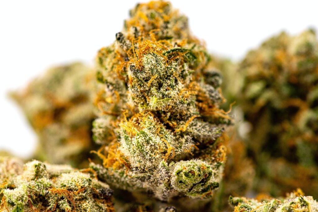 Premium cannabis Vancouver dense nug with orange hairs and heavy crystal coverage
