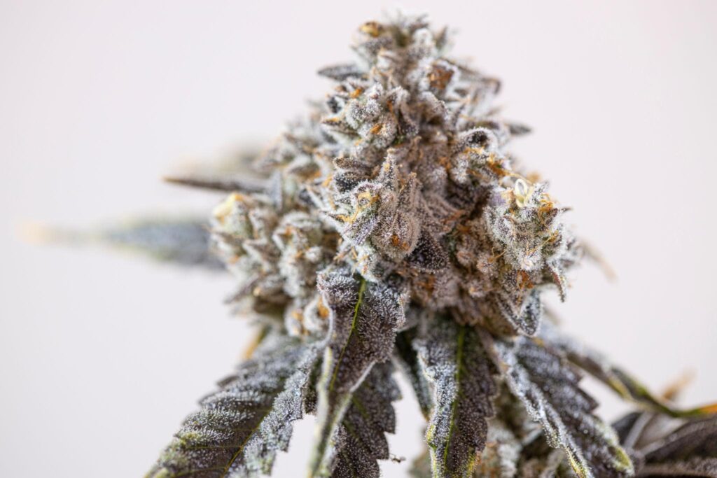 premium craft cannabis
